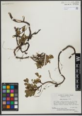 Foto von Salix uva-ursi Pursh